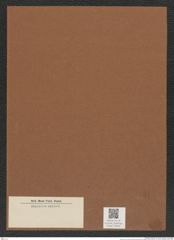 Diatomeae indet. Zeichnungen Sammlung Grunow Mappe 03636 (Herbarium_W_Grunow_drawings_Folder_03636)